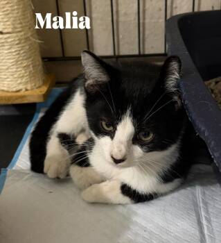 Malia -  Domestic Short Hair and Manx Cat for Adoption in Alafaya, Florida - Malia | PetCurious
