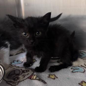 Chirp 29771 -  Domestic Short Hair Cat for Adoption in Middleburg, Florida - Chirp 29771 | PetCurious