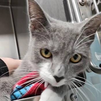 Domestic Short Hair Cats Available for Adoption in Roanoke, Virginia - Choir | PetCurious