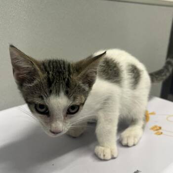 Julius -  Domestic Short Hair Cat for Adoption in Tampa, Florida - Julius | PetCurious