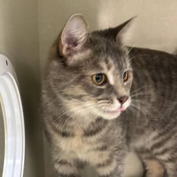 Amanii -  Domestic Short Hair Cat for Adoption in Walker, Michigan - Amanii | PetCurious