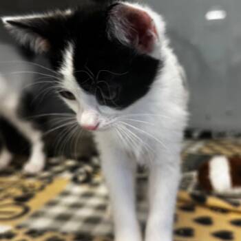 Pineapple -  Domestic Short Hair Cat for Adoption in Wheeling, Illinois - Pineapple | PetCurious