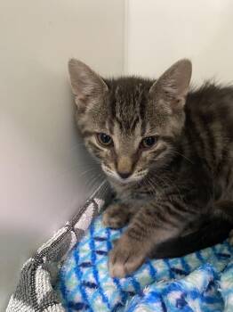 Domestic Short Hair Cats Available for Adoption in Delson, Quebec - Gruyère | PetCurious