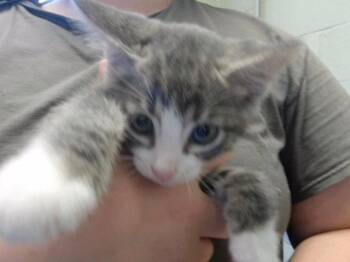 RAIN STORM -  Domestic Short Hair Cat for Adoption in Tulsa, Oklahoma - RAIN STORM | PetCurious