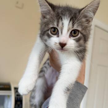 Domestic Short Hair Cats Available for Adoption in Bellmawr, New Jersey - Princess, Boots And Mischief  | PetCurious