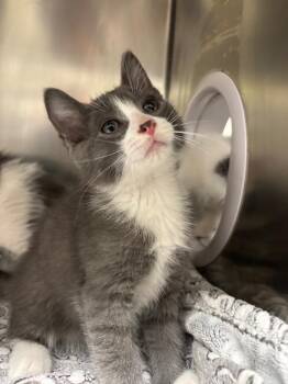 Harris -  Domestic Short Hair Cat for Adoption in Findlay, Ohio - Harris | PetCurious