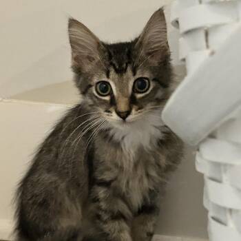 Ming -  Domestic Long Hair Cat for Adoption in Nashville, Tennessee - Ming | PetCurious