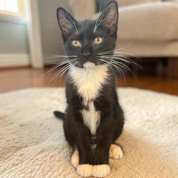 Little Bootsy -  Domestic Short Hair Cat for Adoption in Tulsa, Oklahoma - Little Bootsy | PetCurious