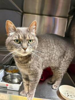 Subaru -  Domestic Short Hair Cat for Adoption - Subaru | PetCurious