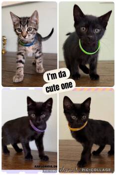Gizmo -  Domestic Medium Hair Cat for Adoption in Pensacola, Florida - Gizmo | PetCurious
