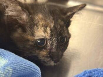 Sanji -  Domestic Short Hair Cat for Adoption in Memphis, Tennessee - Sanji | PetCurious