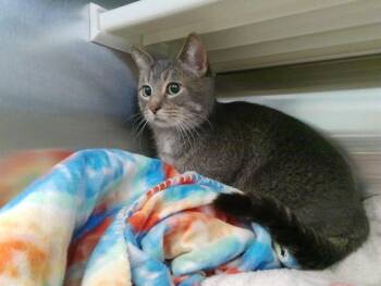 Domestic Short Hair Cats Available for Adoption - KITTY | PetCurious