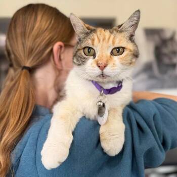 Nokey -  Domestic Short Hair Cat for Adoption in Ramona, California - Nokey | PetCurious