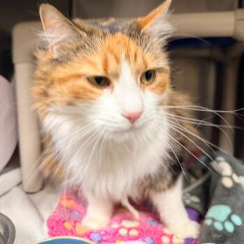 Rosie -  Domestic Long Hair Cat for Adoption in Cheyenne, Wyoming - Rosie | PetCurious