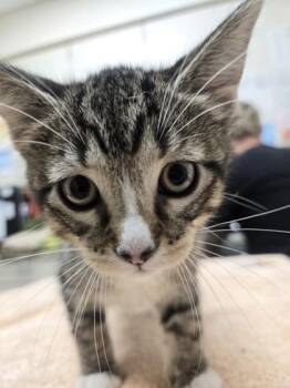 Red -  Domestic Short Hair Cat for Adoption in Westland, Michigan - Red | PetCurious
