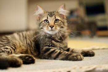 Rescue Domestic Long Hair Cats for Adoption in Hagerstown, Maryland - TIKI CAT | PetCurious