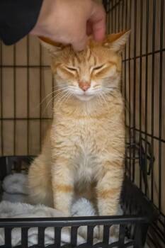 Tabby Cats Available for Adoption in Greenville, Delaware - Carrotcake (FCID# 05/11/2026 - 28 Trainer) | PetCurious