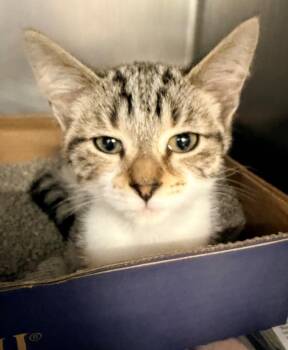 Nerf -  Domestic Short Hair Cat for Adoption in Cincinnati, Ohio - Nerf | PetCurious