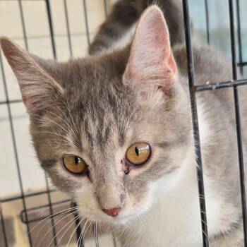 Rescue Domestic Short Hair Cats for Adoption in Floresville, Texas - Sparks | PetCurious