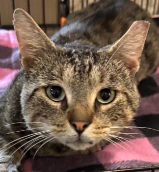 AXEL -  Domestic Short Hair Cat for Adoption in Elizabethton, Tennessee - AXEL | PetCurious