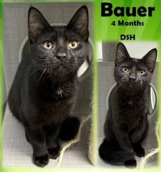 Domestic Short Hair Cats Available for Adoption - Bauer | PetCurious