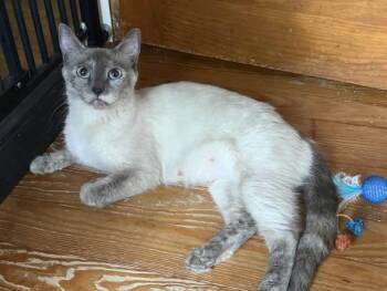 Aphrodite -  Domestic Short Hair Cat for Adoption in Portland, Maine - Aphrodite | PetCurious