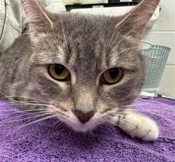 Domestic Short Hair Cats Available for Adoption in Peoria, Illinois - GRETEL | PetCurious