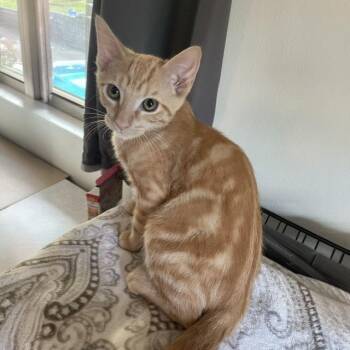 Ron Weasley -  Domestic Short Hair Cat for Adoption in Little Rock, Arkansas - Ron Weasley | PetCurious