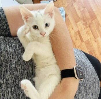 Gogurt aka GoGo -  Domestic Short Hair Cat for Adoption in Garland, Texas - Gogurt Aka GoGo | PetCurious