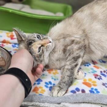 Beauty Queen -  Domestic Short Hair Cat for Adoption in Westland, Michigan - Beauty Queen | PetCurious