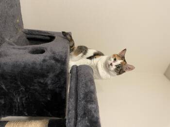 Rescue Calico Cats for Adoption in Tulsa, Oklahoma - CASSIE | PetCurious