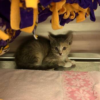 Draculaura -  Domestic Short Hair Cat for Adoption in Council Bluffs, Iowa - Draculaura | PetCurious