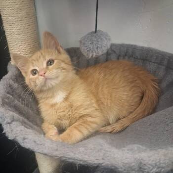Trixie -  Domestic Short Hair Cat for Adoption in Roosevelt, Utah - Trixie | PetCurious