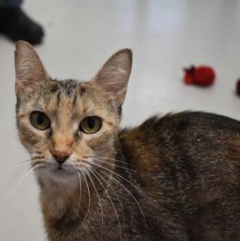 Rescue Exotic Shorthair and Domestic Short Hair Cats for Adoption in Largo, Florida - Taffy | PetCurious