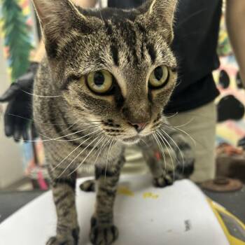Hazelnut -  Domestic Short Hair Cat for Adoption in Lufkin, Texas - Hazelnut | PetCurious