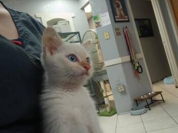 Domestic Short Hair Cats Available for Adoption in Fort Worth, Texas - 1 - TL | PetCurious