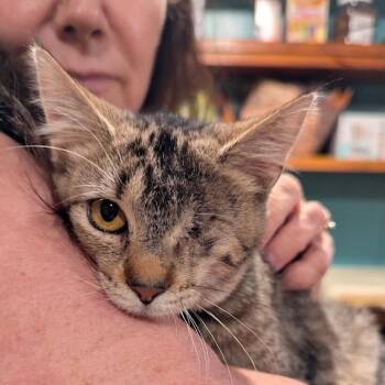 One-Eyed Whisker -  Domestic Short Hair Cat for Adoption in Johnstown, Pennsylvania - One-Eyed Whisker | PetCurious