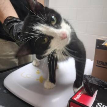 Salami -  Domestic Short Hair Cat for Adoption in Lufkin, Texas - Salami | PetCurious