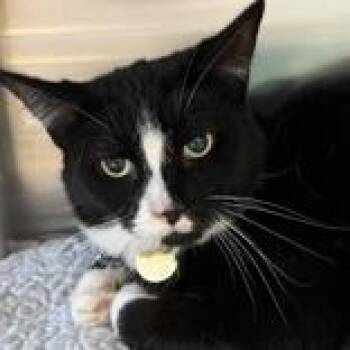 Domestic Short Hair Cats Available for Adoption in Lansing, Michigan - Basil | PetCurious