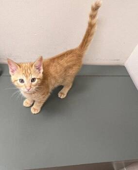 Jersey -  Domestic Short Hair Cat for Adoption in St. Peters, Missouri - Jersey | PetCurious