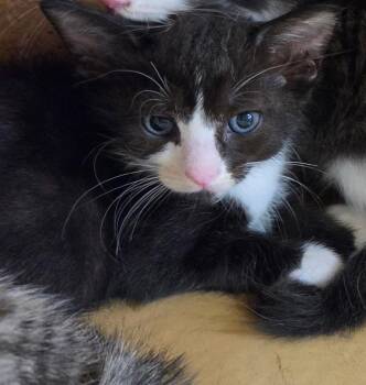 Jeep -  Domestic Short Hair Cat Available for Adoption in Town 