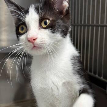 Tobias -  American Shorthair Cat for Adoption in Spring Hill, Kansas - Tobias | PetCurious