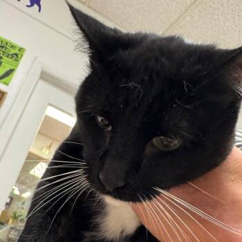 Pumps -  Domestic Short Hair Cat for Adoption in Peoria, Illinois - Pumps | PetCurious