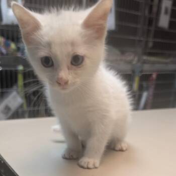 Tim -  Siamese Cat for Adoption in Newport, North Carolina - Tim | PetCurious