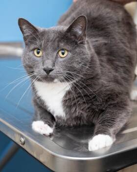 Domestic Short Hair Cats Available for Adoption in Boone, Iowa - Benny | PetCurious