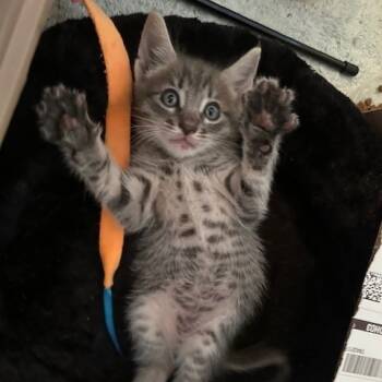 Rescue Domestic Short Hair Cats for Adoption in Houston, Texas - Miles | PetCurious
