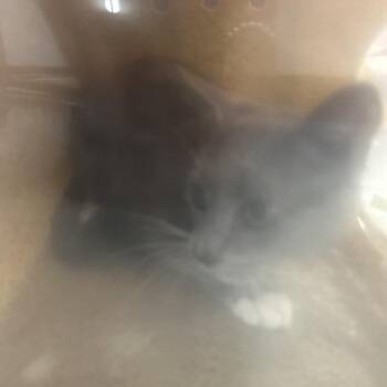 Domestic Short Hair Cats Available for Adoption in Philadelphia, Pennsylvania - Jumbotron | PetCurious