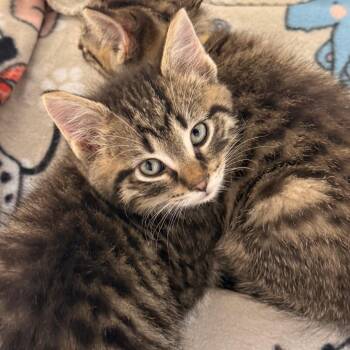 Domestic Short Hair Cats Available for Adoption in Evansville, Indiana - Marcellus | PetCurious