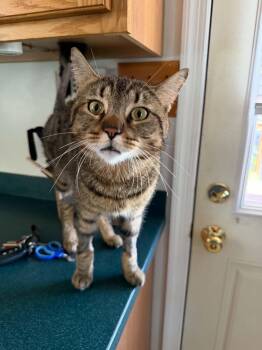 Orion -  Tabby Cat for Adoption in Lansdowne, Pennsylvania - Orion | PetCurious