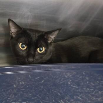 Olive -  Domestic Short Hair Cat for Adoption in Spokane, Washington - Olive | PetCurious